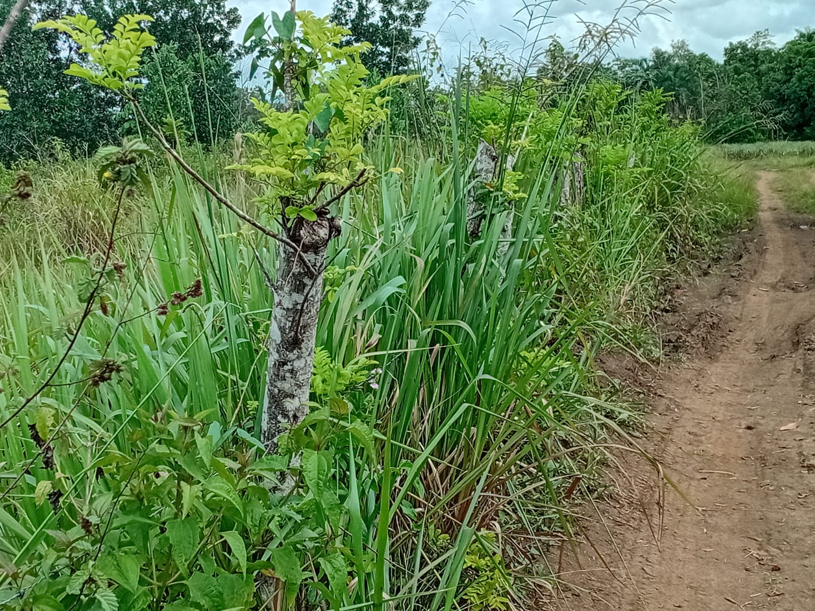 Finca de 80 tareas con vocación Agrícola y Ganadera en Monte Plata  Foto 7279568-5.jpg