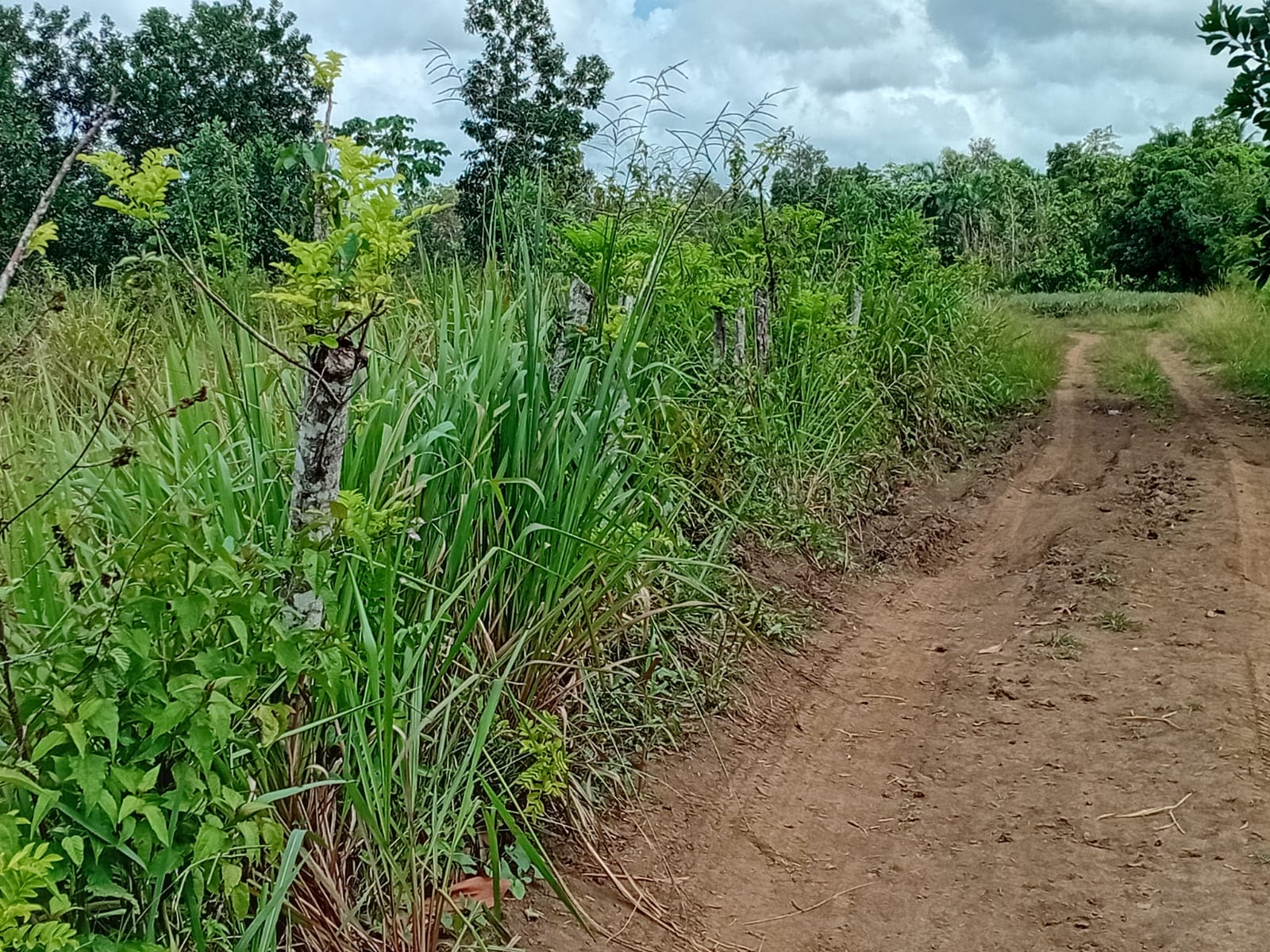Finca de 80 tareas con vocación Agrícola y Ganadera en Monte Plata  Foto 7279568-6.jpg