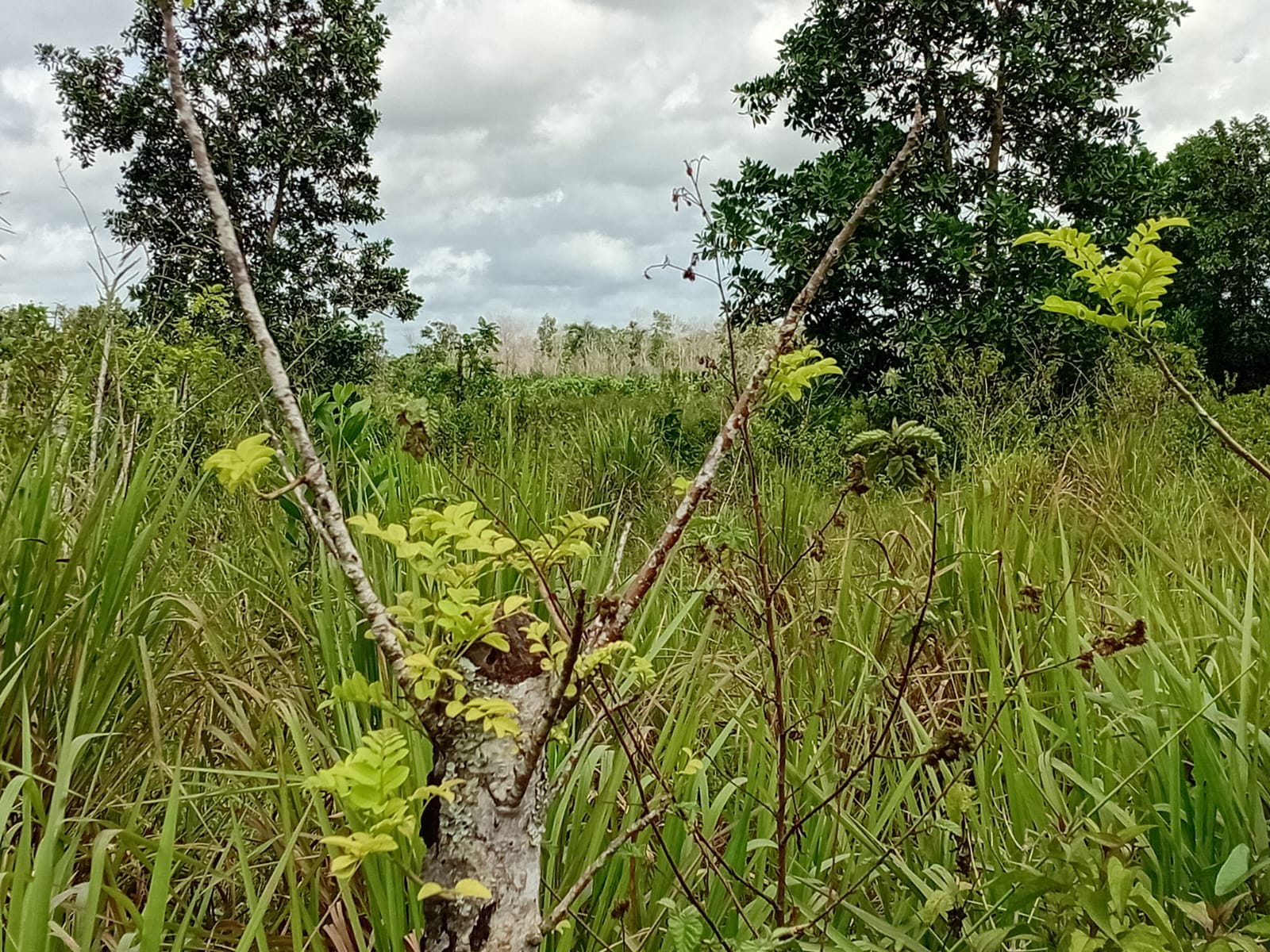 Finca de 80 tareas con vocación Agrícola y Ganadera en Monte Plata  Foto 7279568-7.jpg
