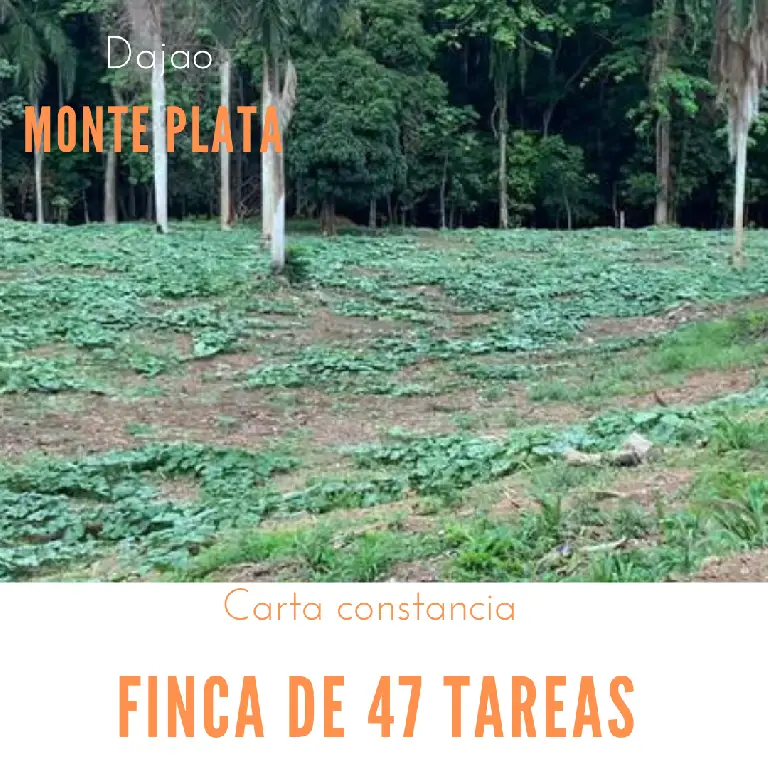 Finca de 47 tareas sembradas de Auyama en Monte Plata Foto 7279740-1.jpg