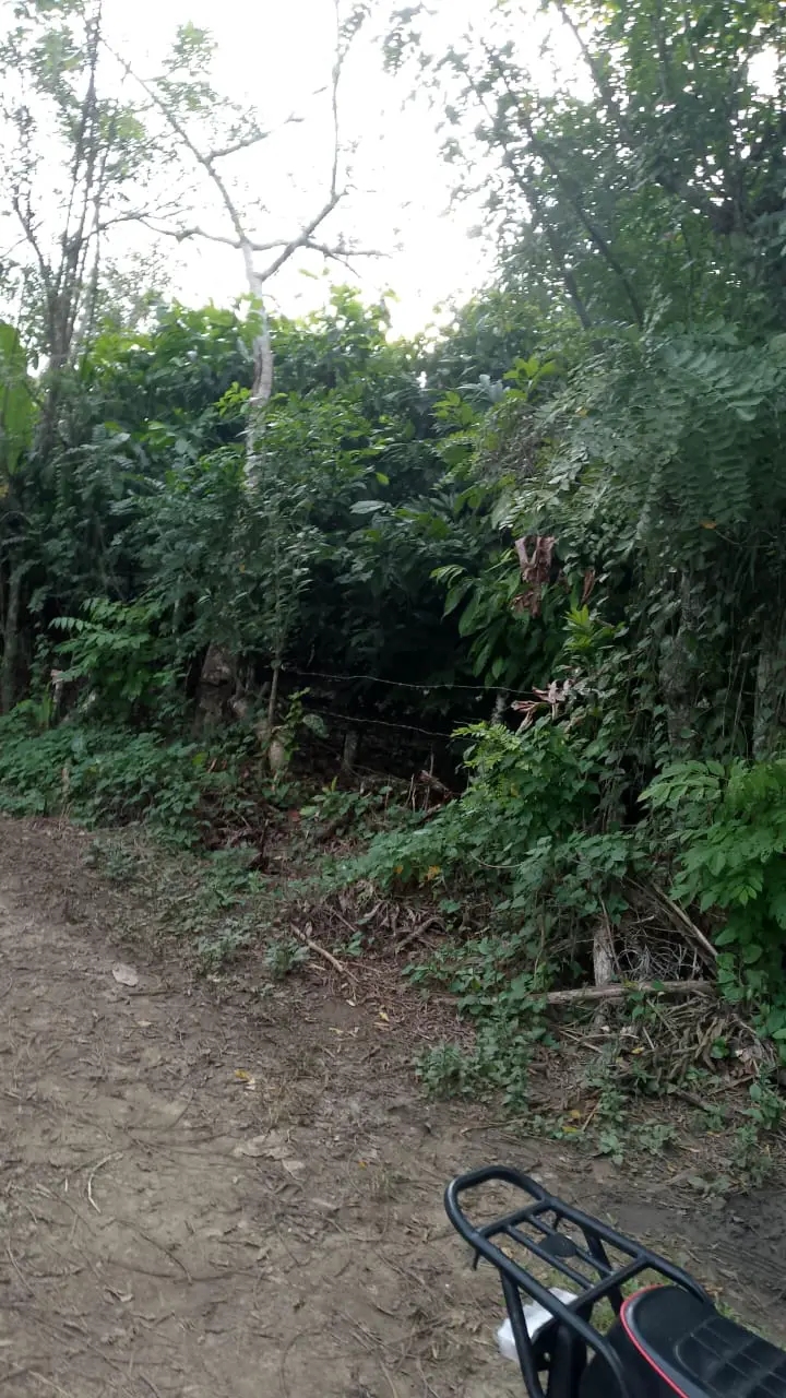 Finca de 71 tareas sembradas de cacao en Monte plata Foto 7279748-11.jpg