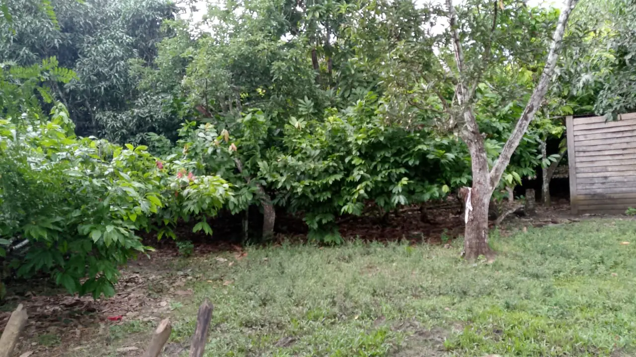 Finca de 71 tareas sembradas de cacao en Monte plata Foto 7279748-12.jpg