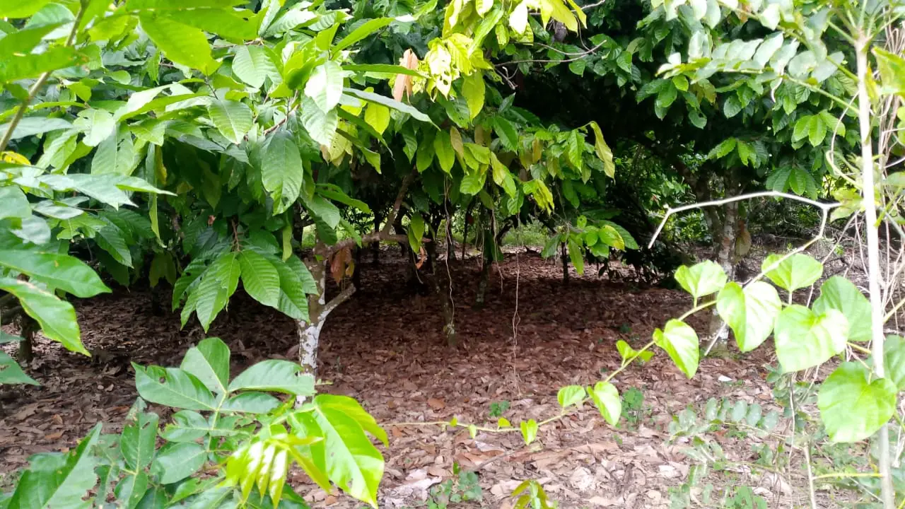 Finca de 71 tareas sembradas de cacao en Monte plata Foto 7279748-2.jpg