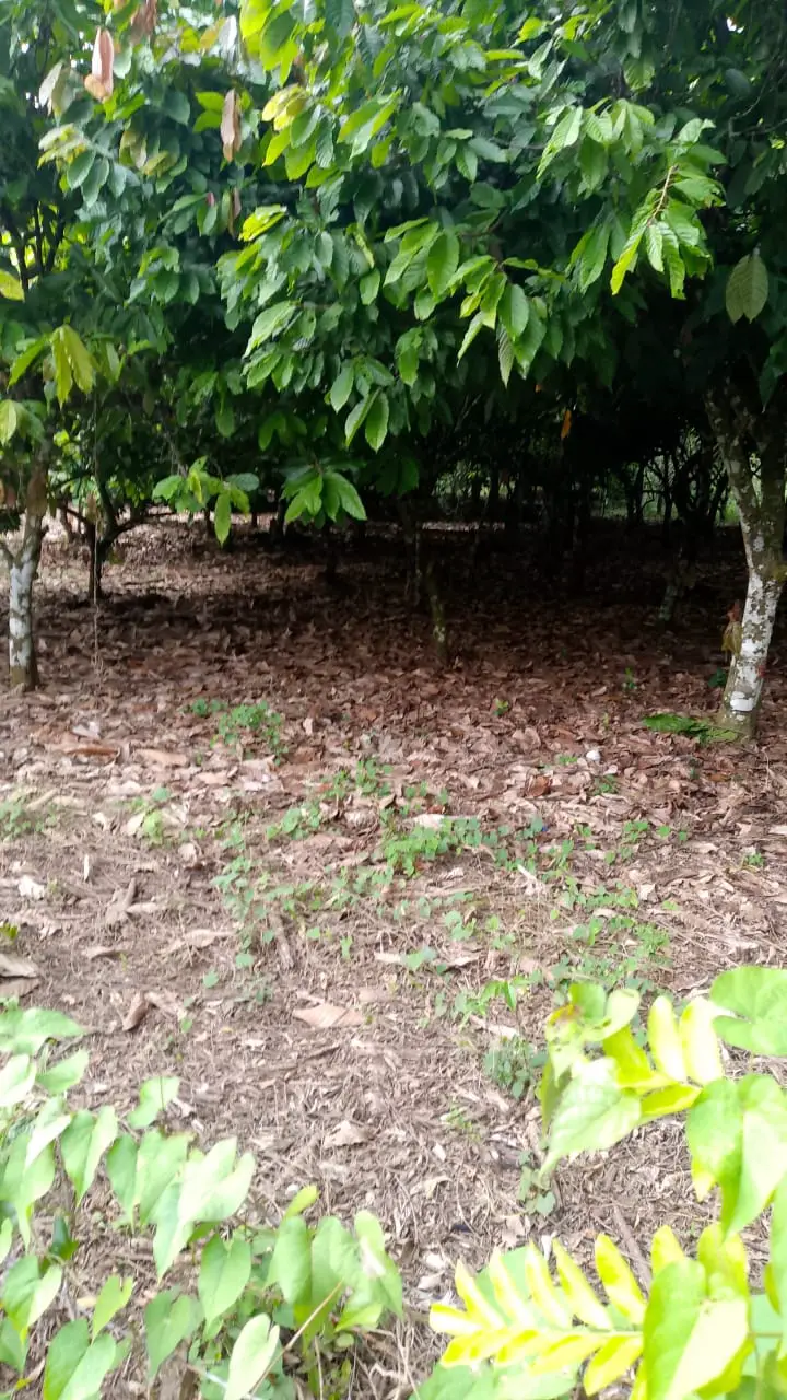 Finca de 71 tareas sembradas de cacao en Monte plata Foto 7279748-3.jpg