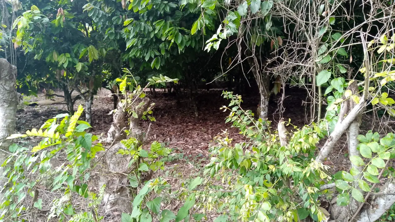 Finca de 71 tareas sembradas de cacao en Monte plata Foto 7279748-4.jpg