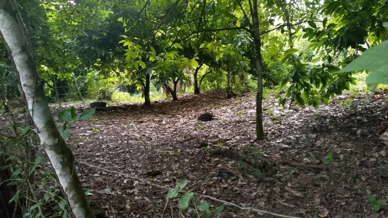 Finca de 71 tareas sembradas de cacao en Monte plata Foto 7279748-5.jpg