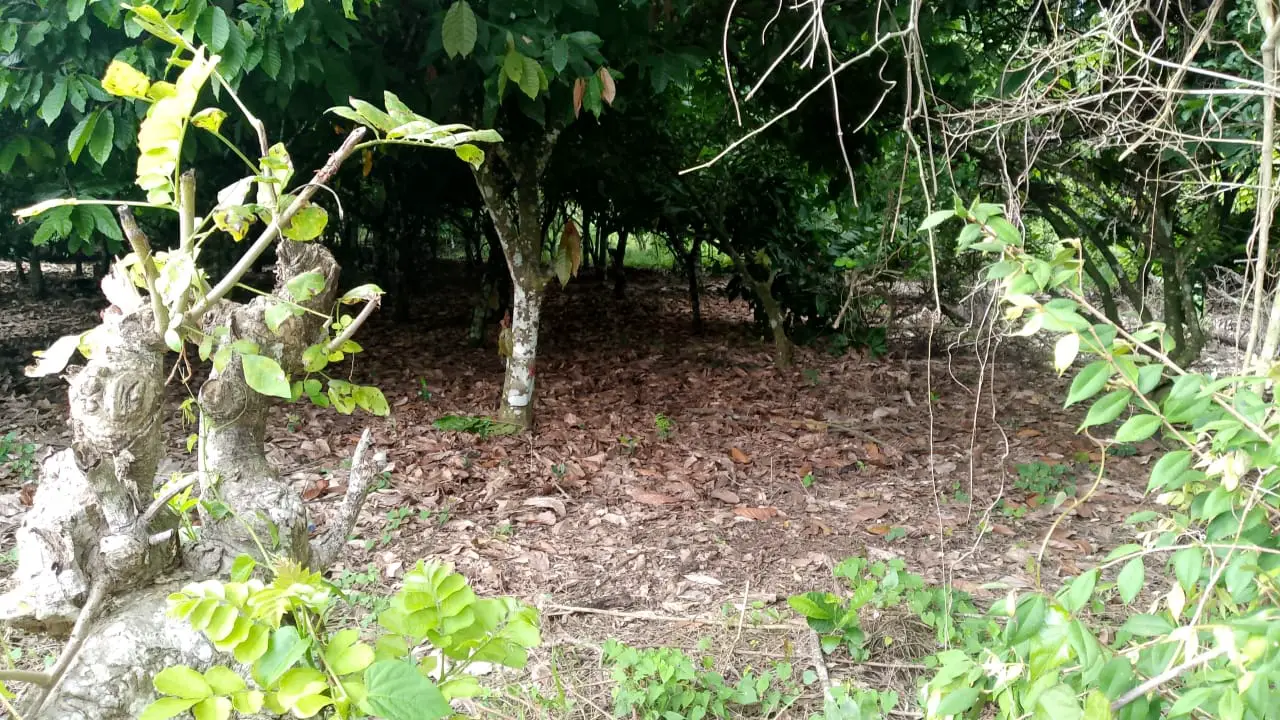Finca de 71 tareas sembradas de cacao en Monte plata Foto 7279748-7.jpg