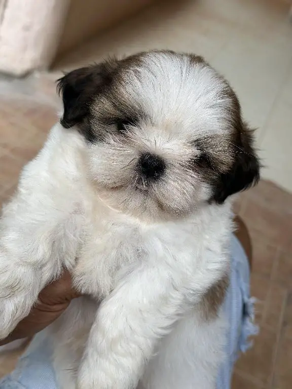 Shih tzu hembra y Macho Foto 7279759-1.jpg