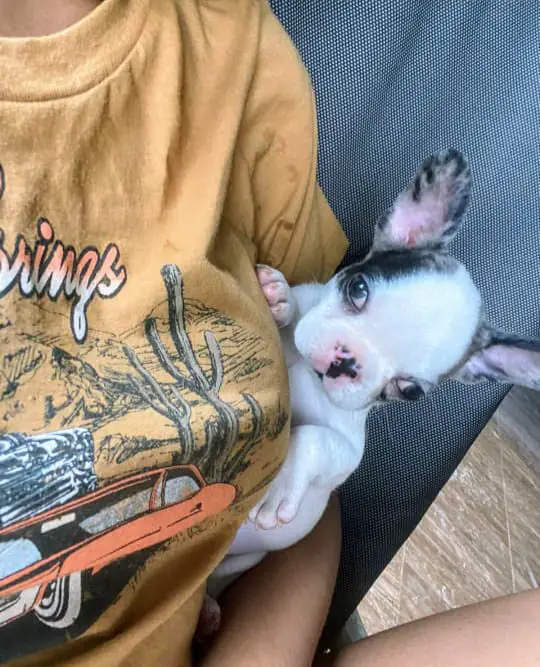 OFERTA CACHORRO BULLDOG FRANCES MACHO EN SANTO DOMINGO Y VACUNA AL DIA Foto 7279903-2.jpg