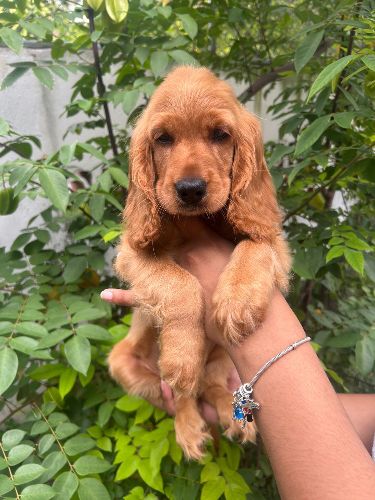 OFERTA CACHORRO COCKER SPANIEL HEMBRA EN SANTO DOMINGO CON SU VACUNA A Foto 7279905-2.jpg