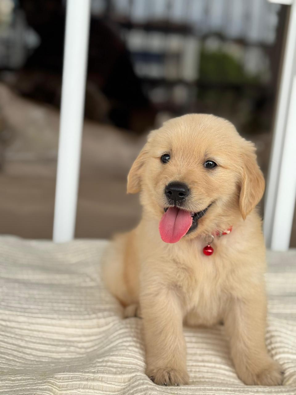 OFERTA CACHORRO GOLDEN RETRIEVER AMBOS SEXO EN SANTO DOMINGO Foto 7279906-1.jpg