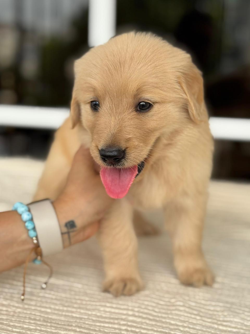 OFERTA CACHORRO GOLDEN RETRIEVER AMBOS SEXO EN SANTO DOMINGO Foto 7279906-2.jpg