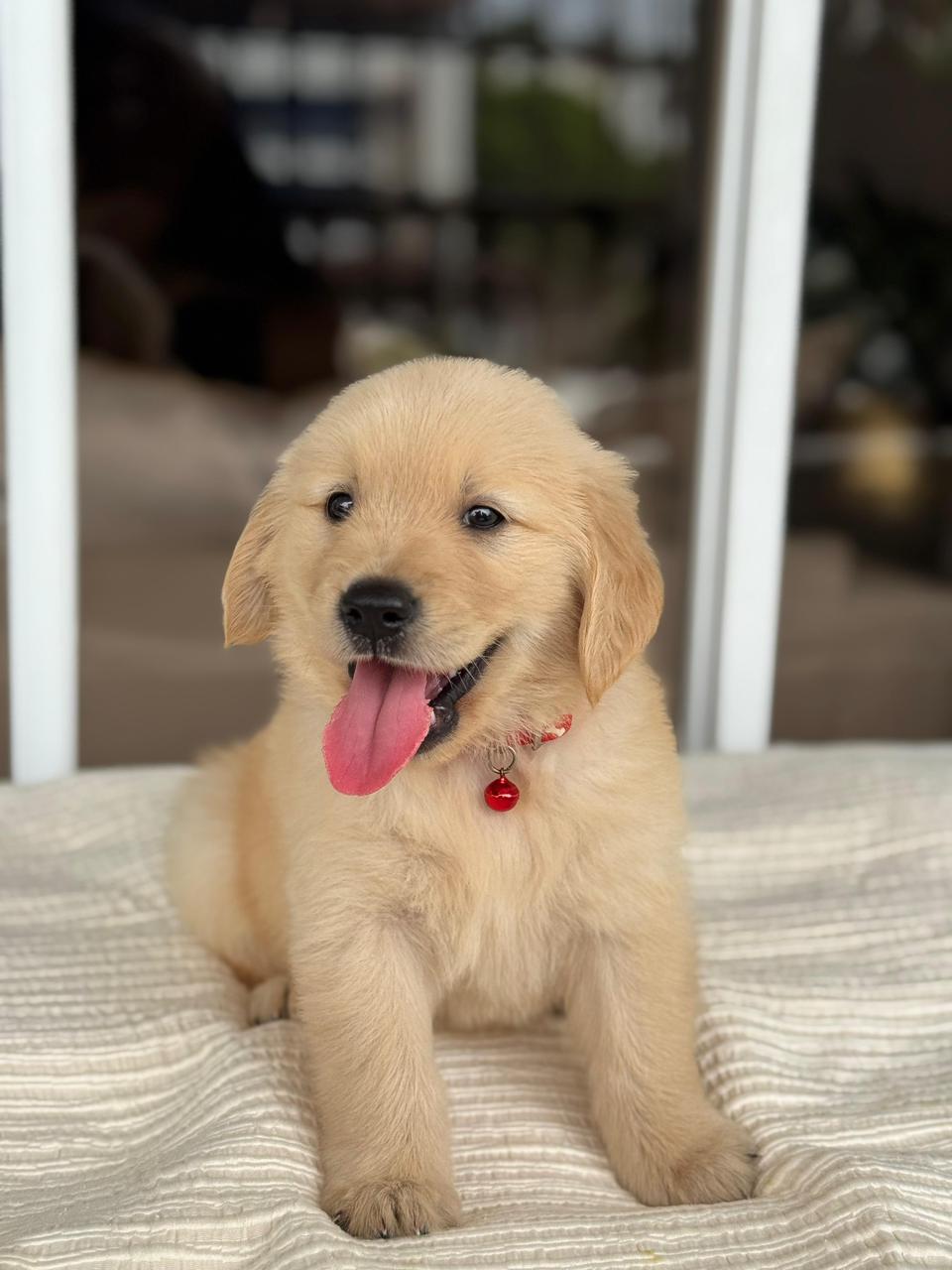 OFERTA CACHORRO GOLDEN RETRIEVER AMBOS SEXO EN SANTO DOMINGO Foto 7279906-3.jpg