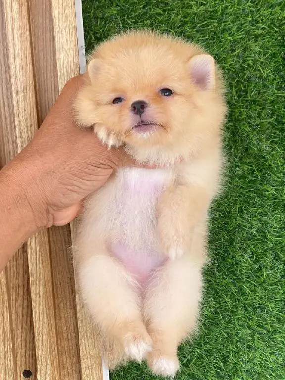 OFERTA CACHORRO POMERANIA HEMBRA EN SANTIAGO Y VACUNA AL DIA Foto 7279907-1.jpg