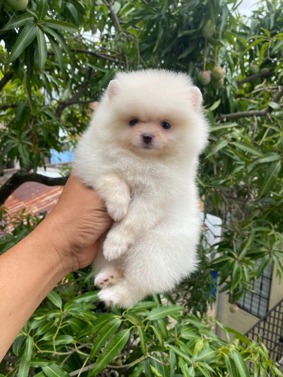 OFERTA CACHORRO POMERANIA HEMBRA EN SANTIAGO Y VACUNA AL DIA Foto 7279907-2.jpg