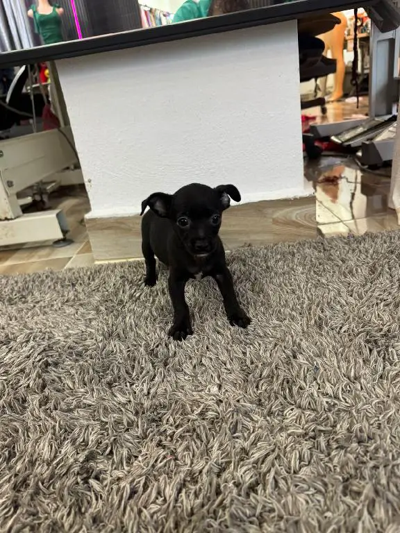 OFERTA CACHORRO CHIHUAHUA MACHO EN SANTO DOMINGO CON SUS VACUNA Foto 7280340-1.jpg