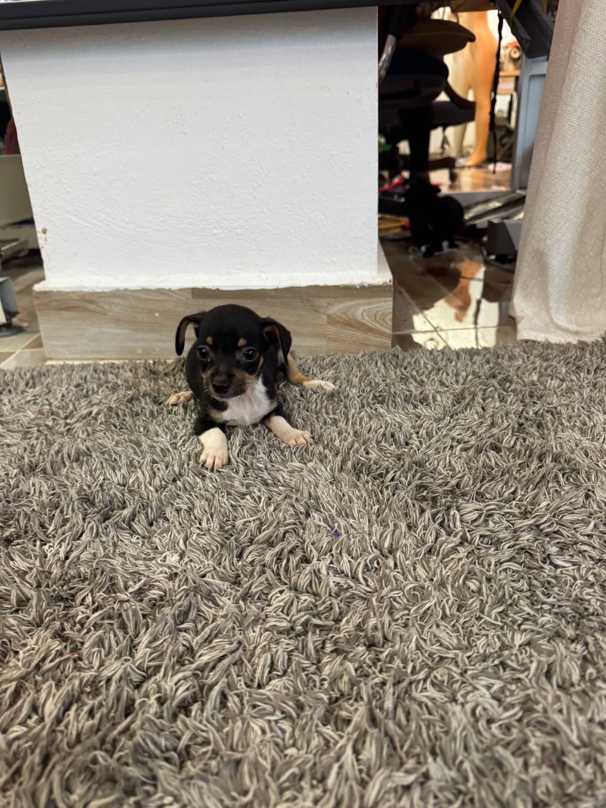 OFERTA CACHORRO CHIHUAHUA MACHO EN SANTO DOMINGO CON SUS VACUNA Foto 7280340-2.jpg