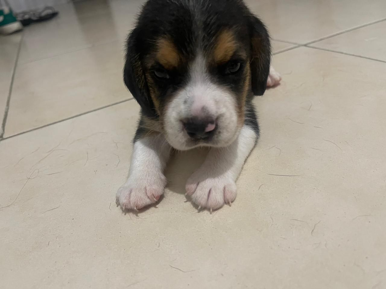 OFERTA CACHORRO BEAGLE AMBOS SEXO EN SANTO DOMINGO Y VACUNADO Foto 7280341-2.jpg