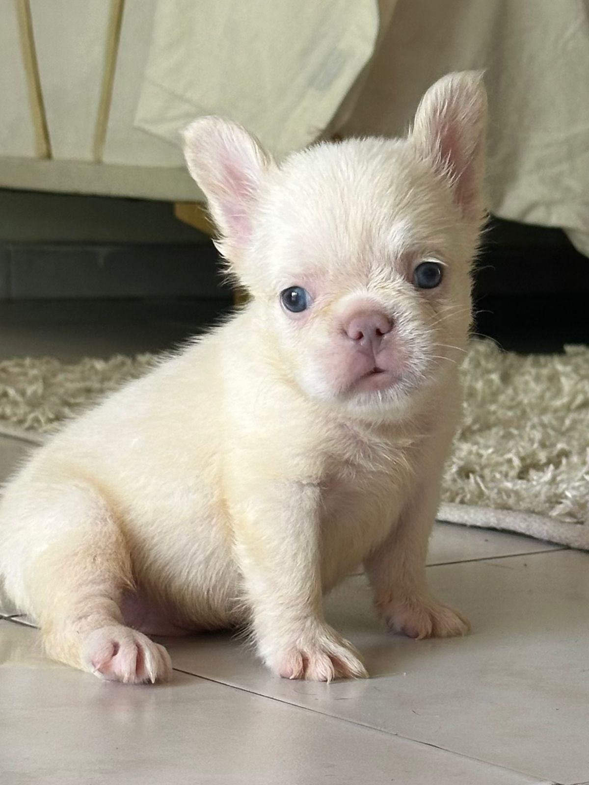 OFERTA CACHORRO BULLDOG FRACES FLUFFY AMBOS SEXO EN SANTO DOMINGO Y TO Foto 7280508-2.jpg
