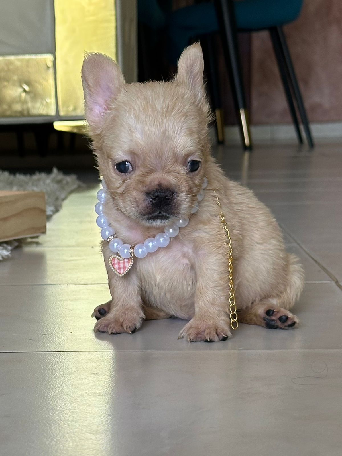OFERTA CACHORRO BULLDOG FRACES FLUFFY AMBOS SEXO EN SANTO DOMINGO Y TO Foto 7280508-3.jpg