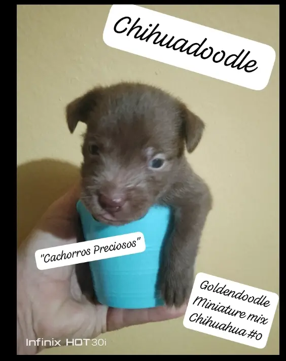 Chihuadoodle Miniature  Foto 7280510-4.jpg