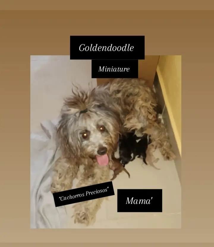 Chihuadoodle Miniature  Foto 7280510-6.jpg