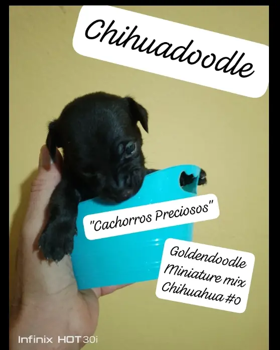 Chihuadoodle Miniature  Foto 7280510-7.jpg