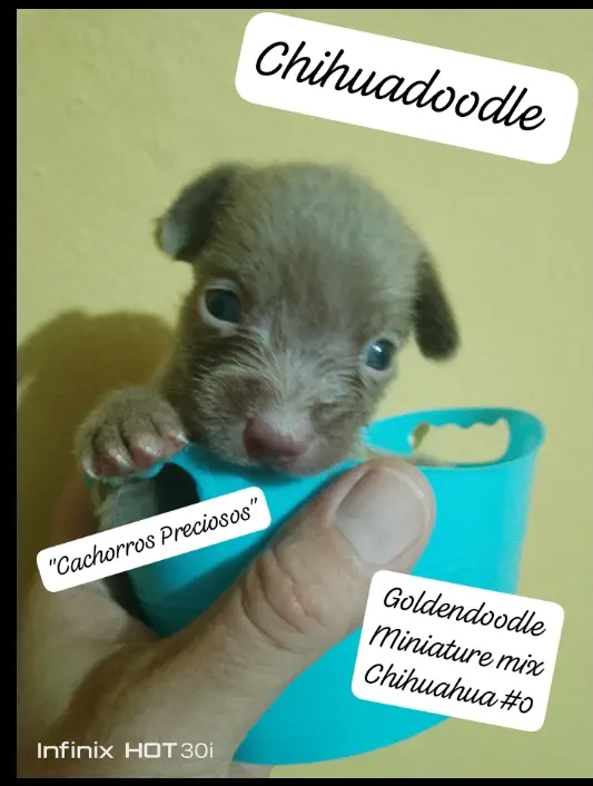 Chihuadoodle Miniature  Foto 7280510-8.jpg