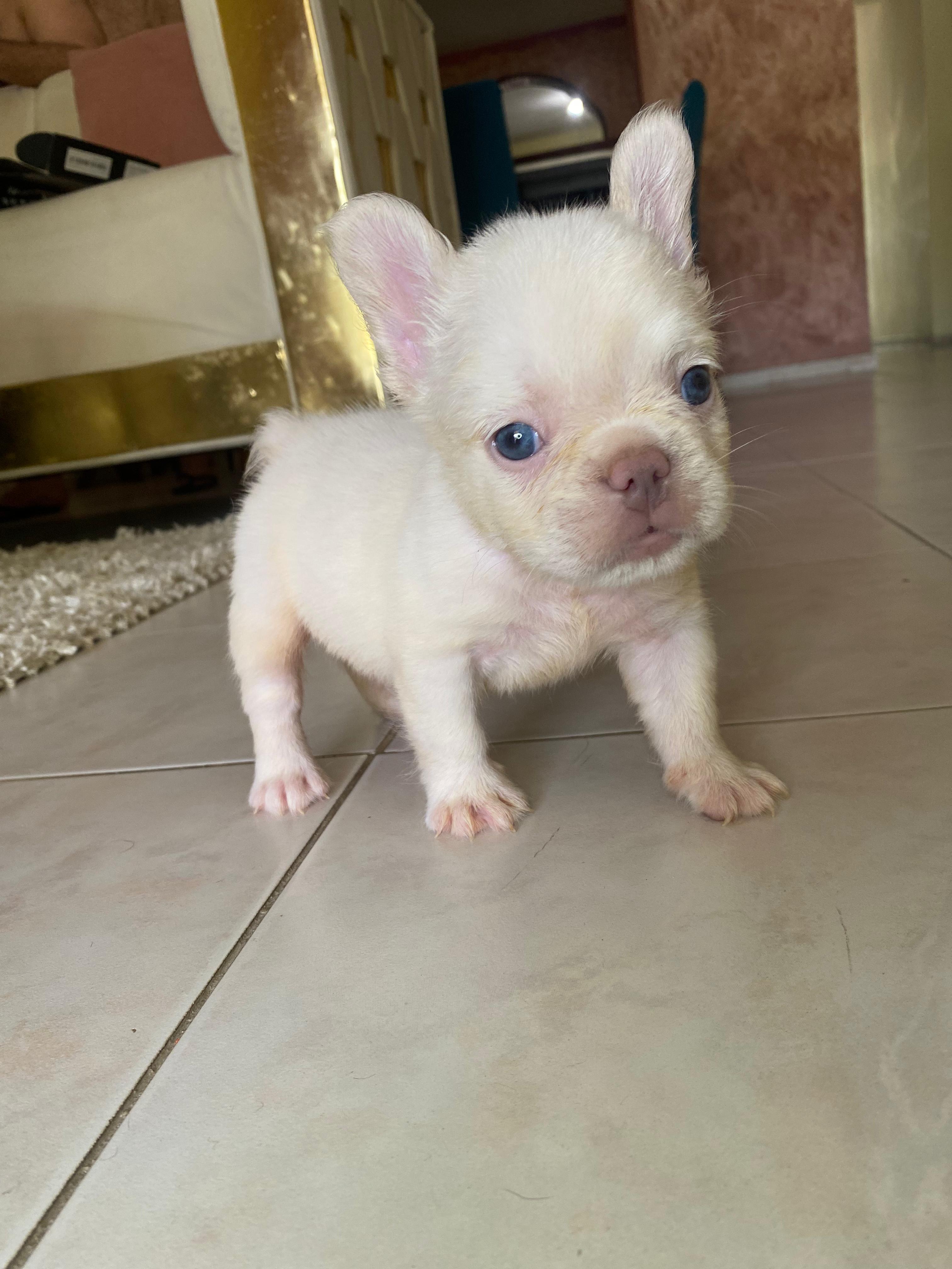 Bulldog Frances fluffy Frenchie hermosos cachorros Foto 7280544-3.jpg