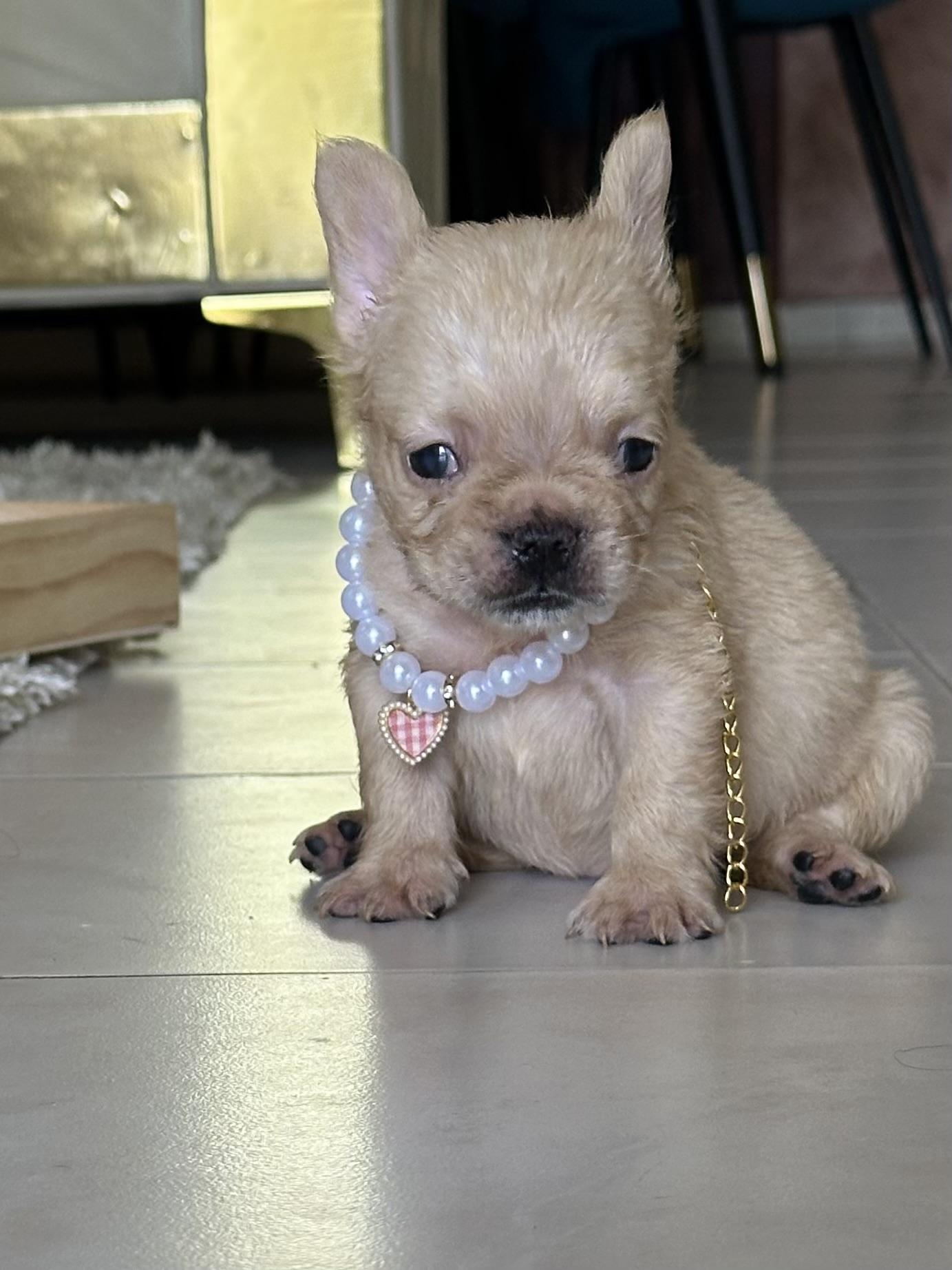 Bulldog Frances fluffy Frenchie hermosos cachorros Foto 7280544-5.jpg