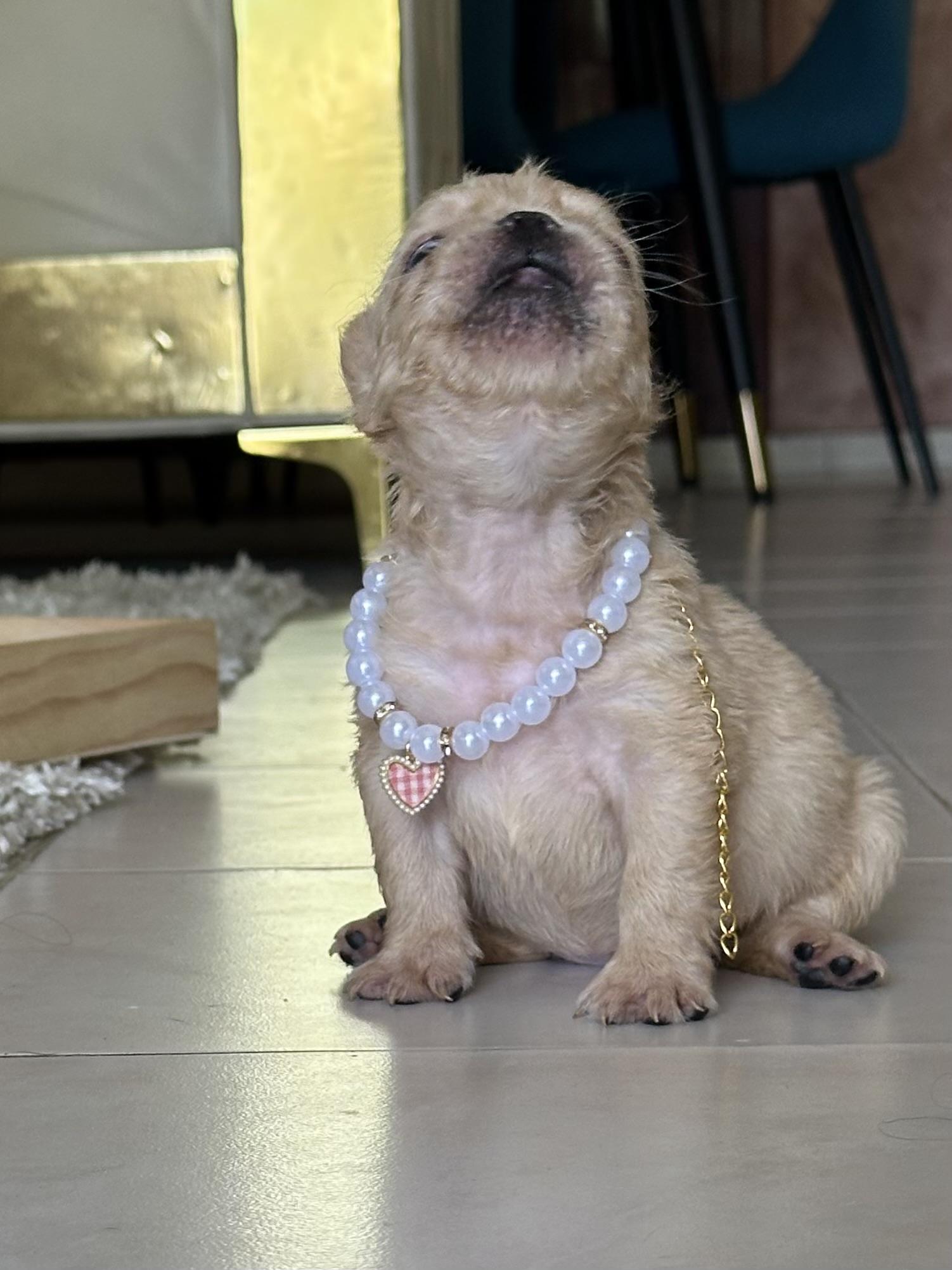 Bulldog Frances fluffy Frenchie hermosos cachorros Foto 7280544-6.jpg
