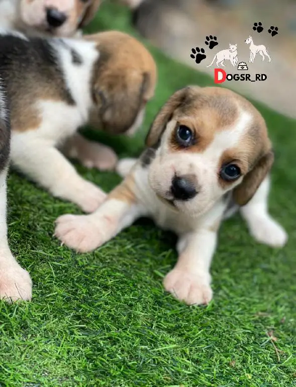 Beagle Ambos Sexos  Foto 7280570-1.jpg