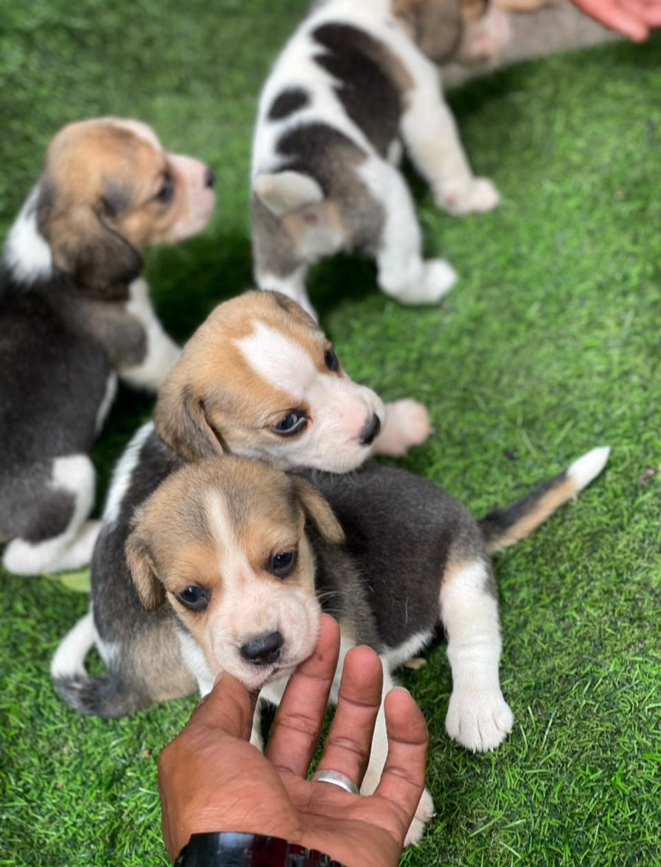 Beagle Ambos Sexos  Foto 7280570-2.jpg