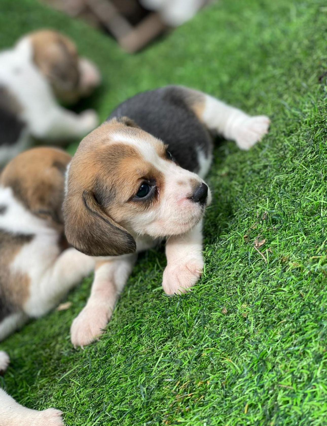 Beagle Ambos Sexos  Foto 7280570-3.jpg