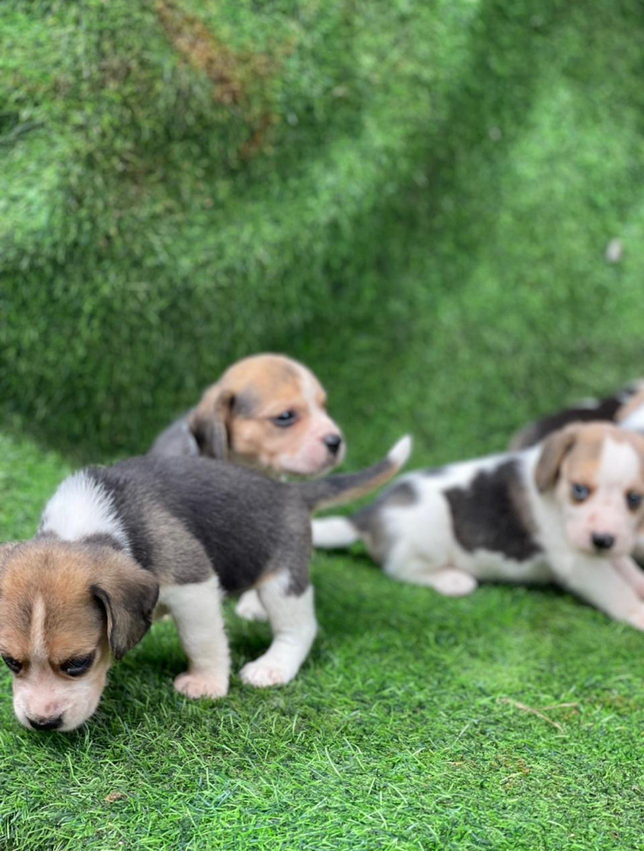 Beagle Ambos Sexos  Foto 7280570-4.jpg