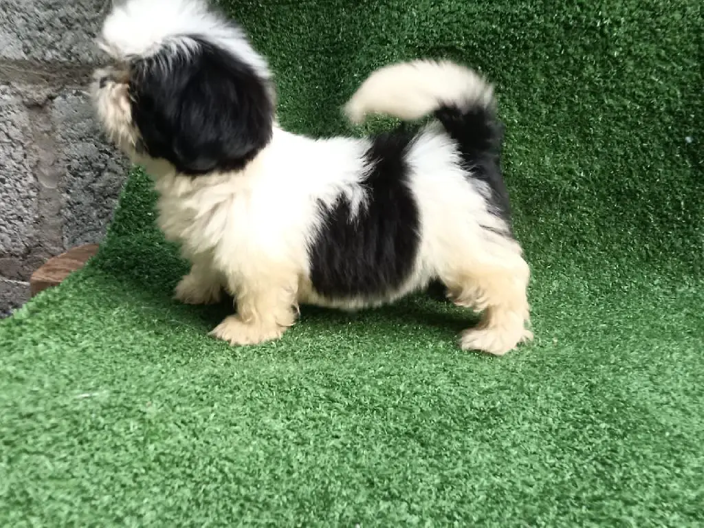 OFERTA CACHORRO SHIH TZU HEMBRA  EN SANTO DOMINGO Y SE ENTREGA CON TOD Foto 7280603-1.jpg