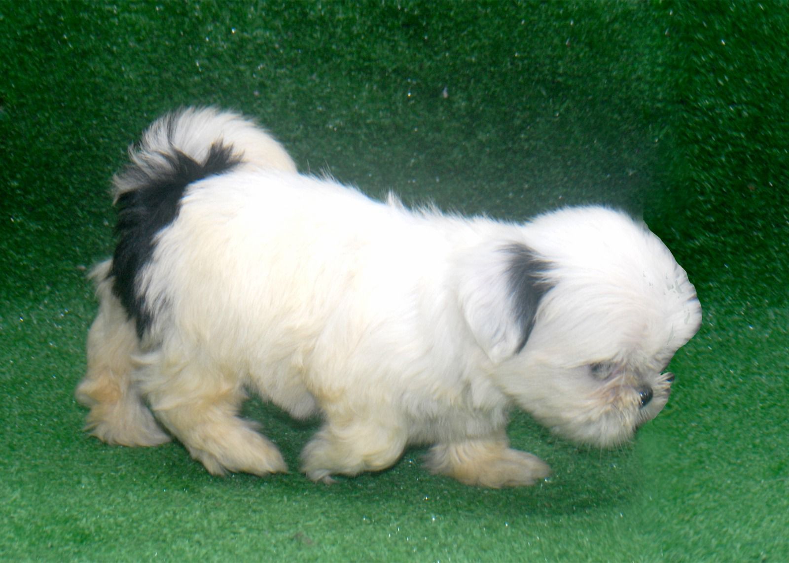OFERTA CACHORRO SHIH TZU HEMBRA  EN SANTO DOMINGO Y SE ENTREGA CON TOD Foto 7280603-2.jpg