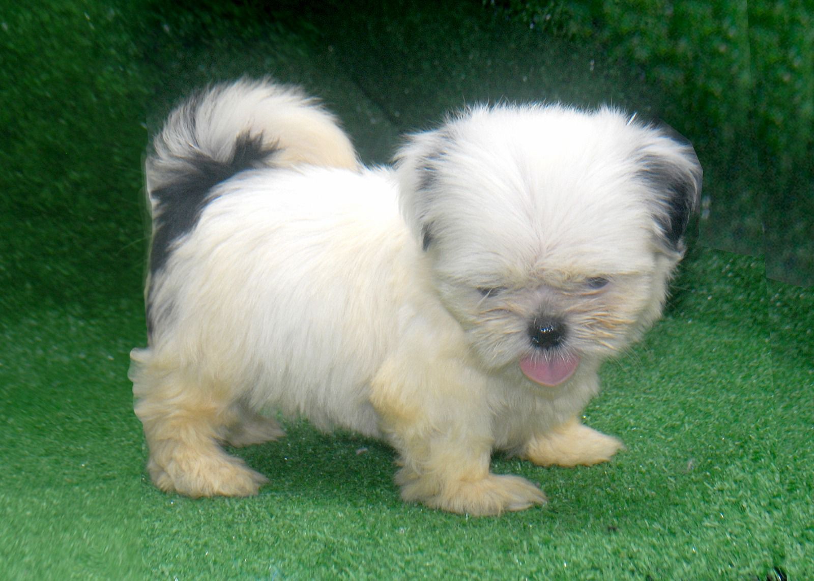 OFERTA CACHORRO SHIH TZU HEMBRA  EN SANTO DOMINGO Y SE ENTREGA CON TOD Foto 7280603-3.jpg