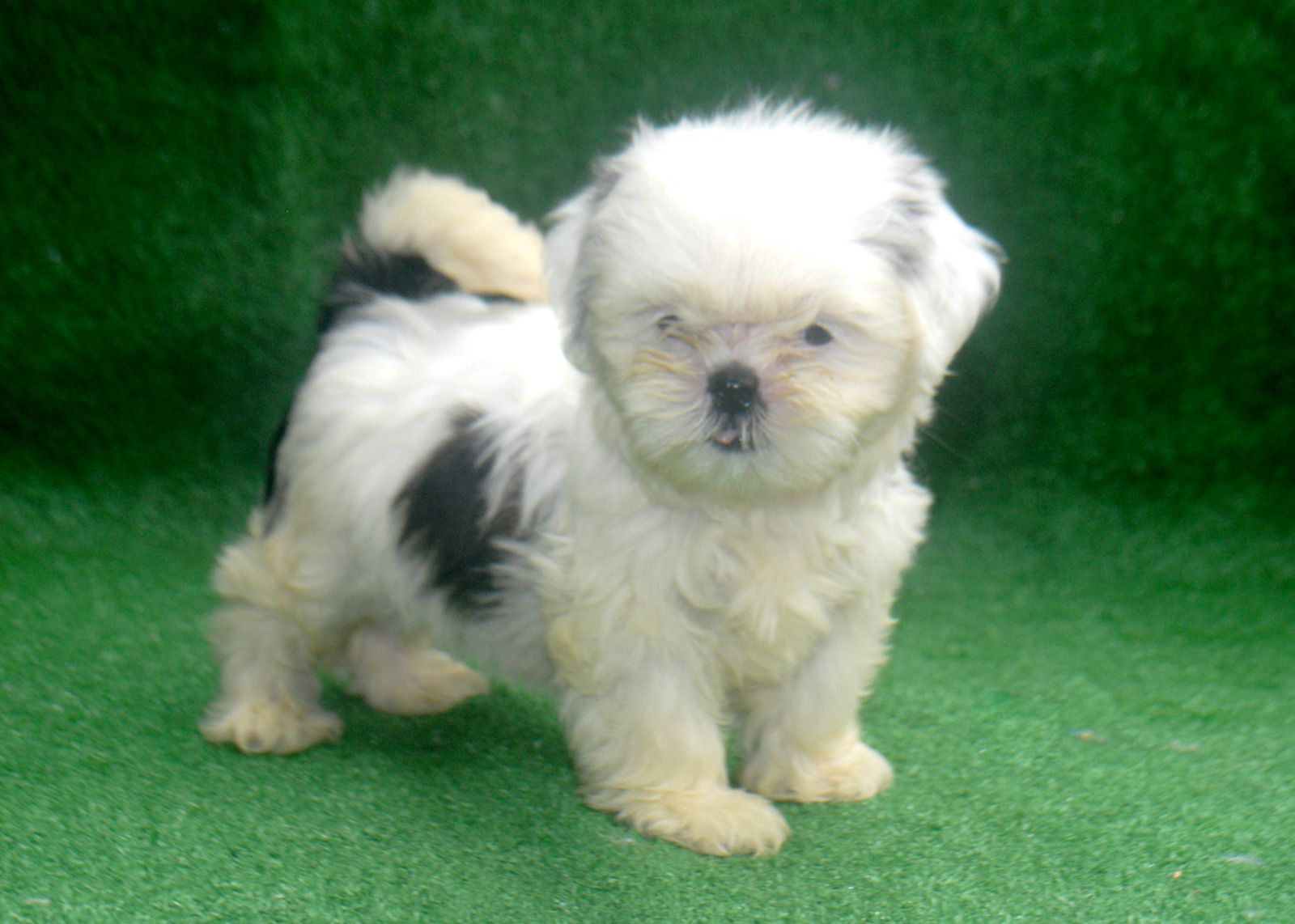OFERTA CACHORRO SHIH TZU HEMBRA  EN SANTO DOMINGO Y SE ENTREGA CON TOD Foto 7280603-4.jpg
