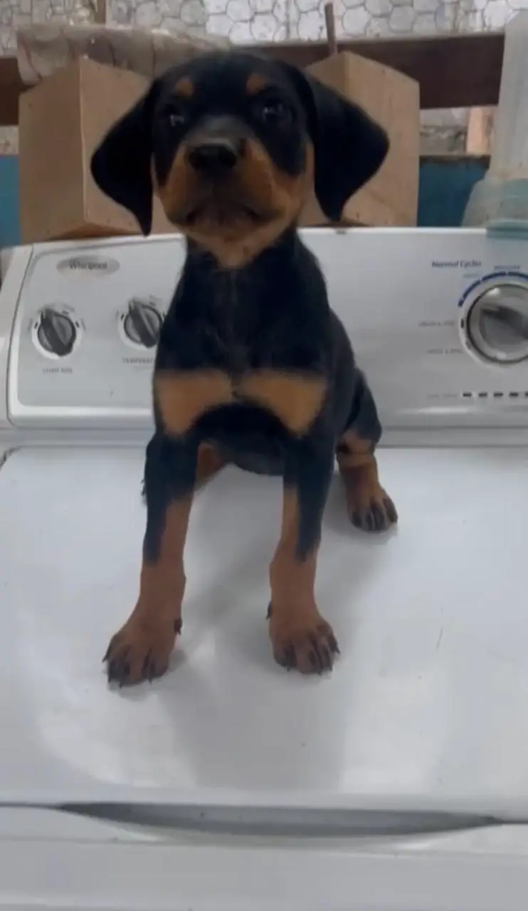 OFERTA CACHORRO ROTTWEILER AMBOS SEXO EN SANTO DOMINO Y VACUNADOS Foto 7280607-1.jpg