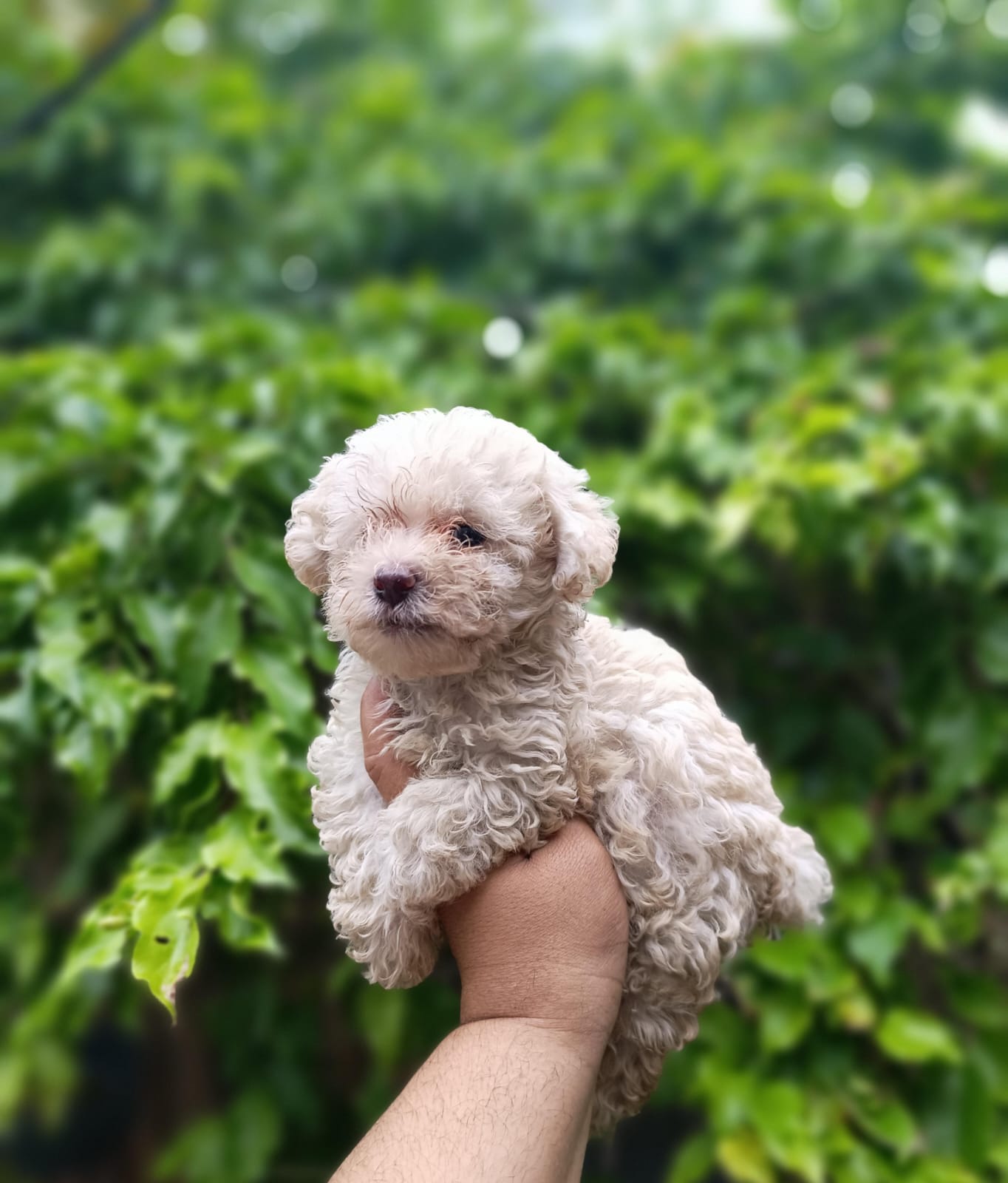 Poodle Toy Ambos Sexos  Foto 7280848-2.jpg