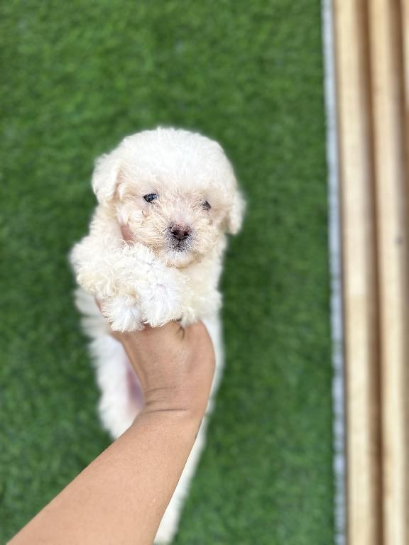 POODLE TOY AMBOS SEXOS  en Santo Domingo Este Foto 7281127-1.jpg