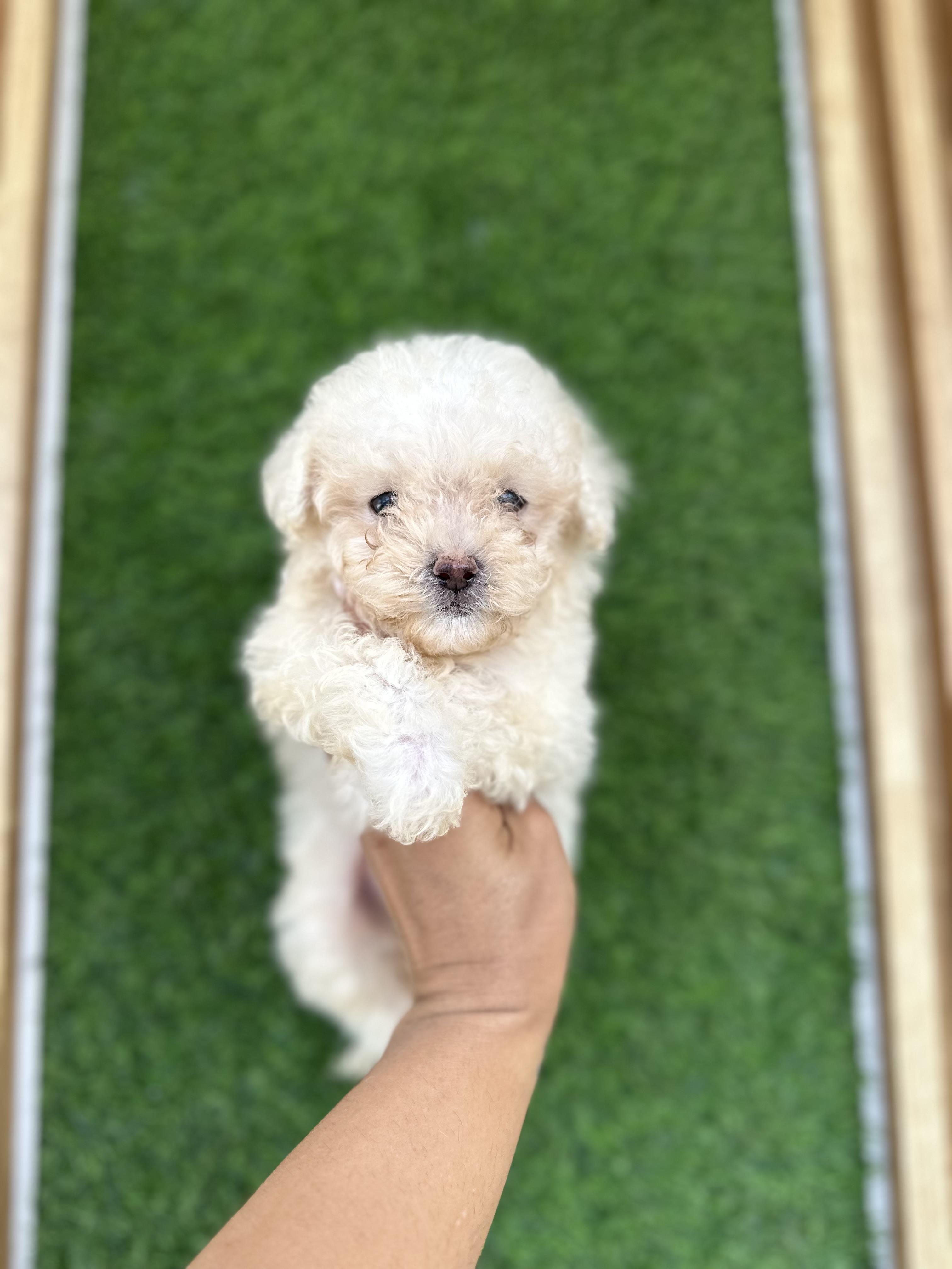 POODLE TOY AMBOS SEXOS  en Santo Domingo Este Foto 7281127-2.jpg