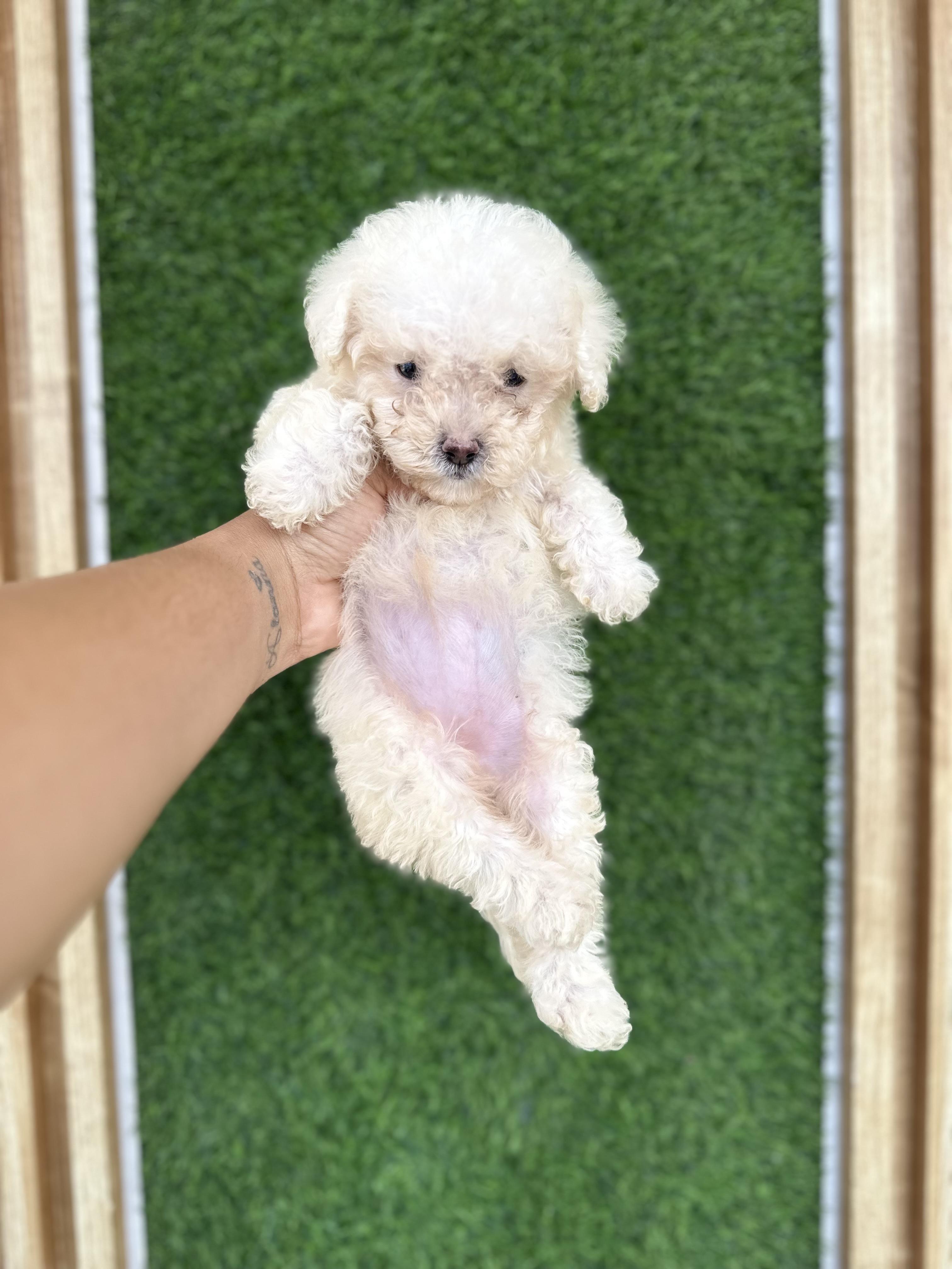 POODLE TOY AMBOS SEXOS  en Santo Domingo Este Foto 7281127-3.jpg