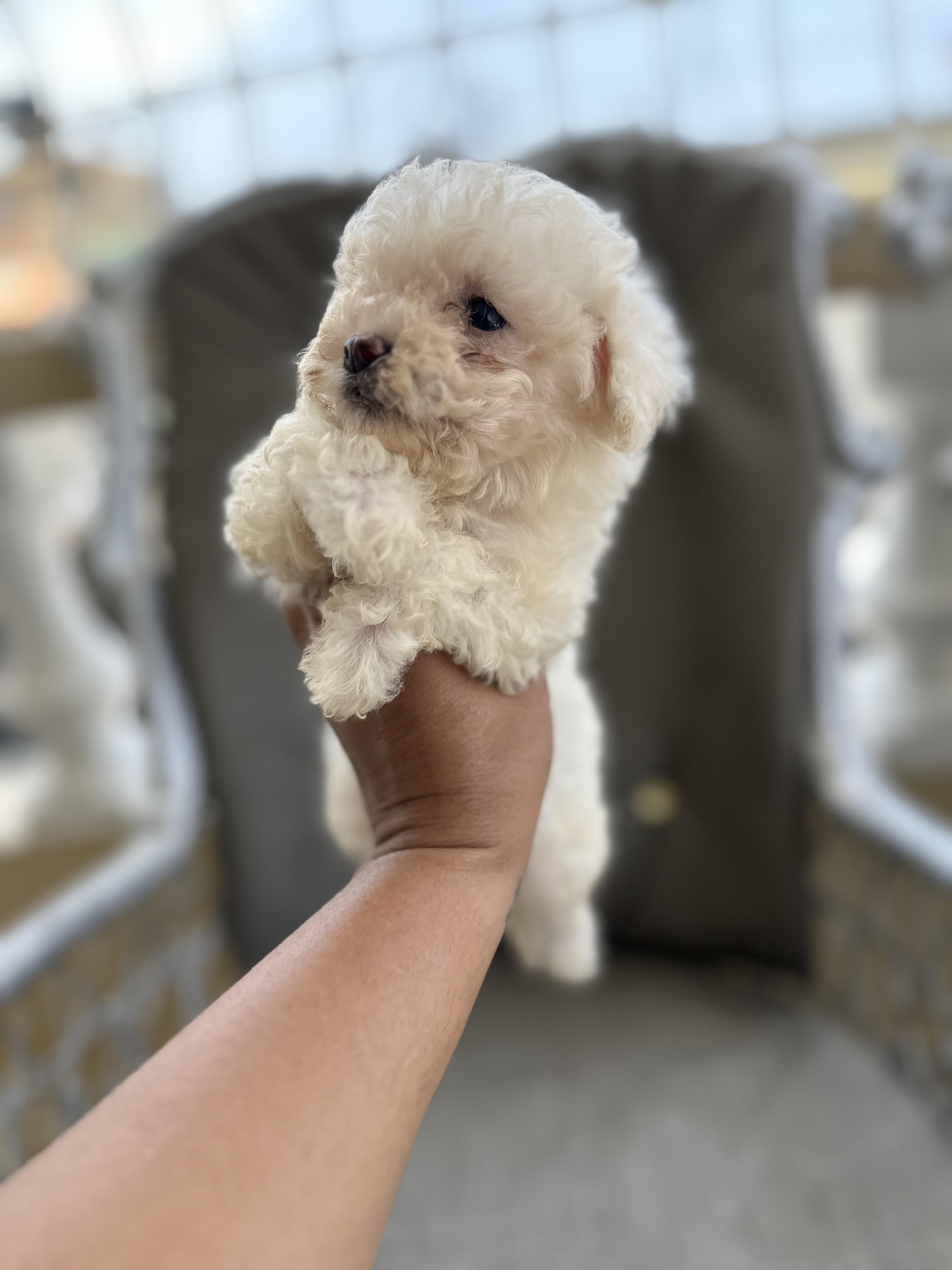 POODLE TOY AMBOS SEXOS  en Santo Domingo Este Foto 7281127-4.jpg