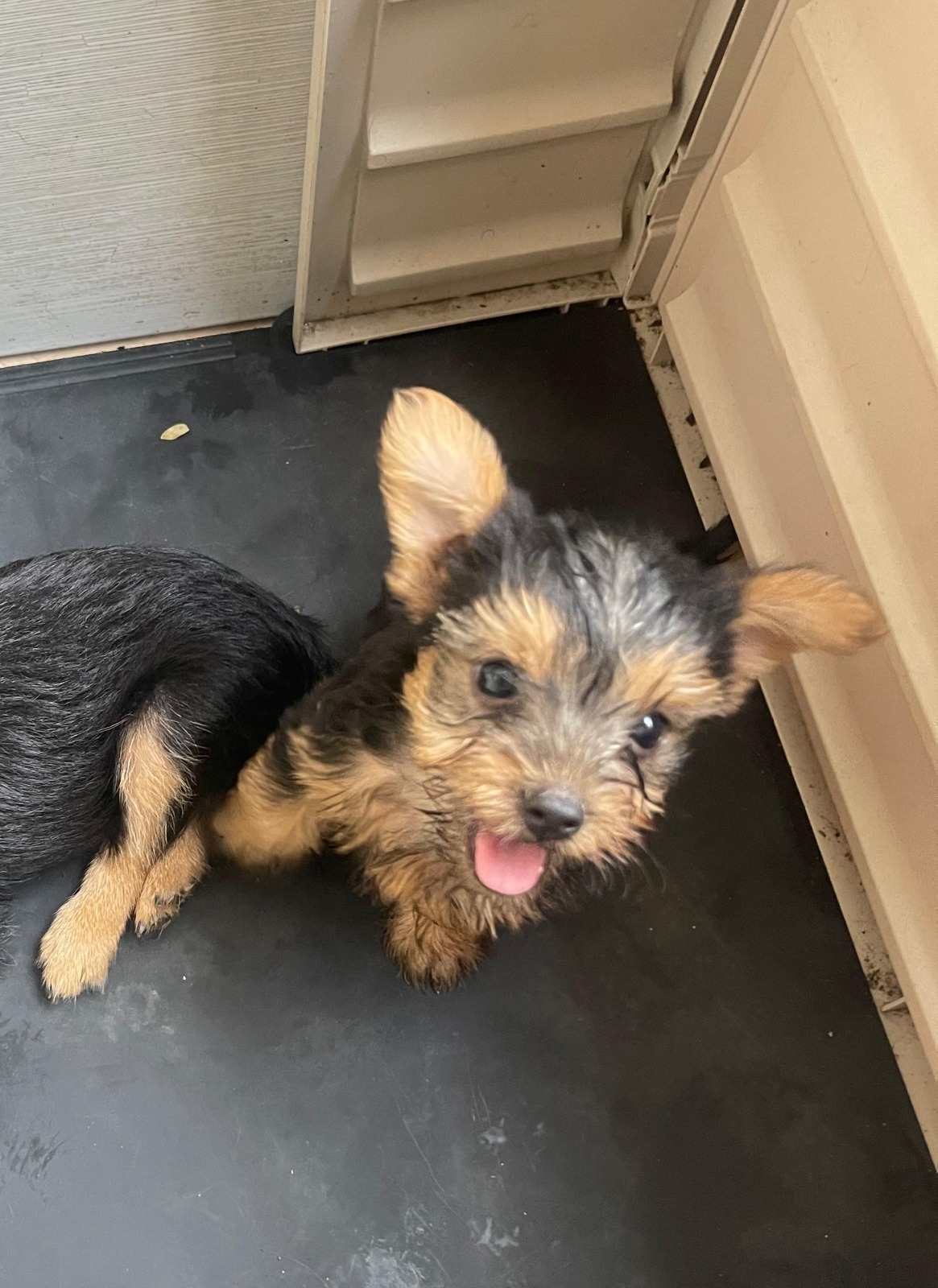 Yorkie mix con poodle Foto 7281355-2.jpg
