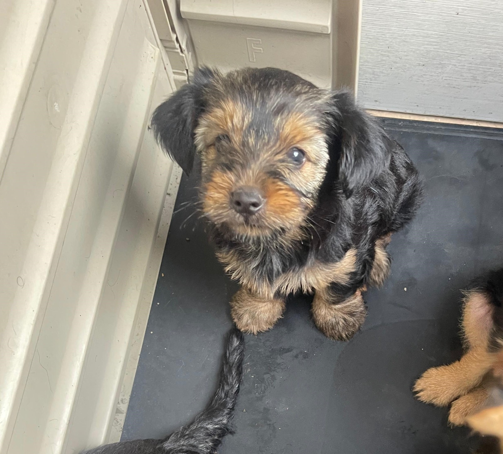Yorkie mix con poodle Foto 7281355-3.jpg