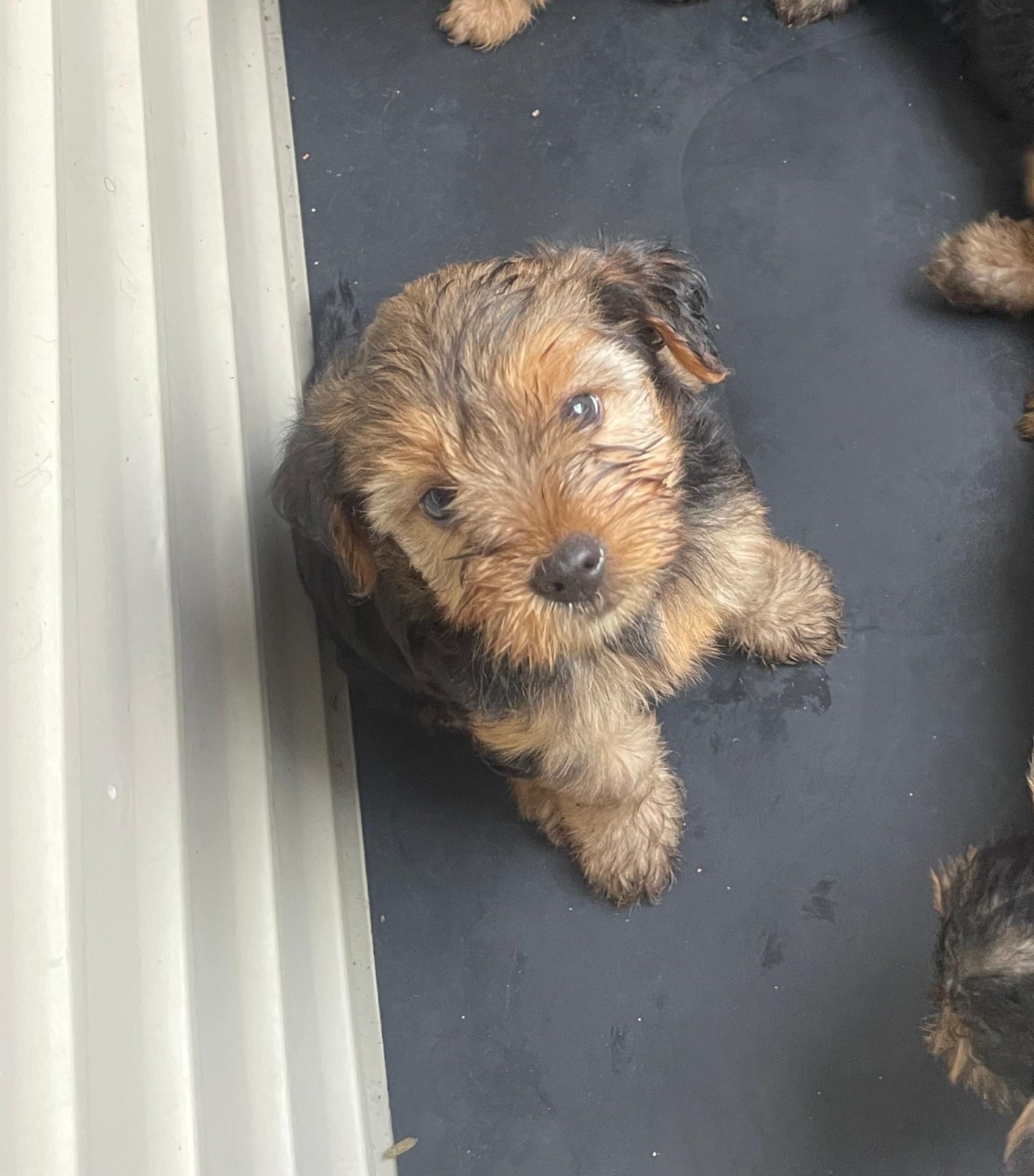 Yorkie mix con poodle Foto 7281355-4.jpg