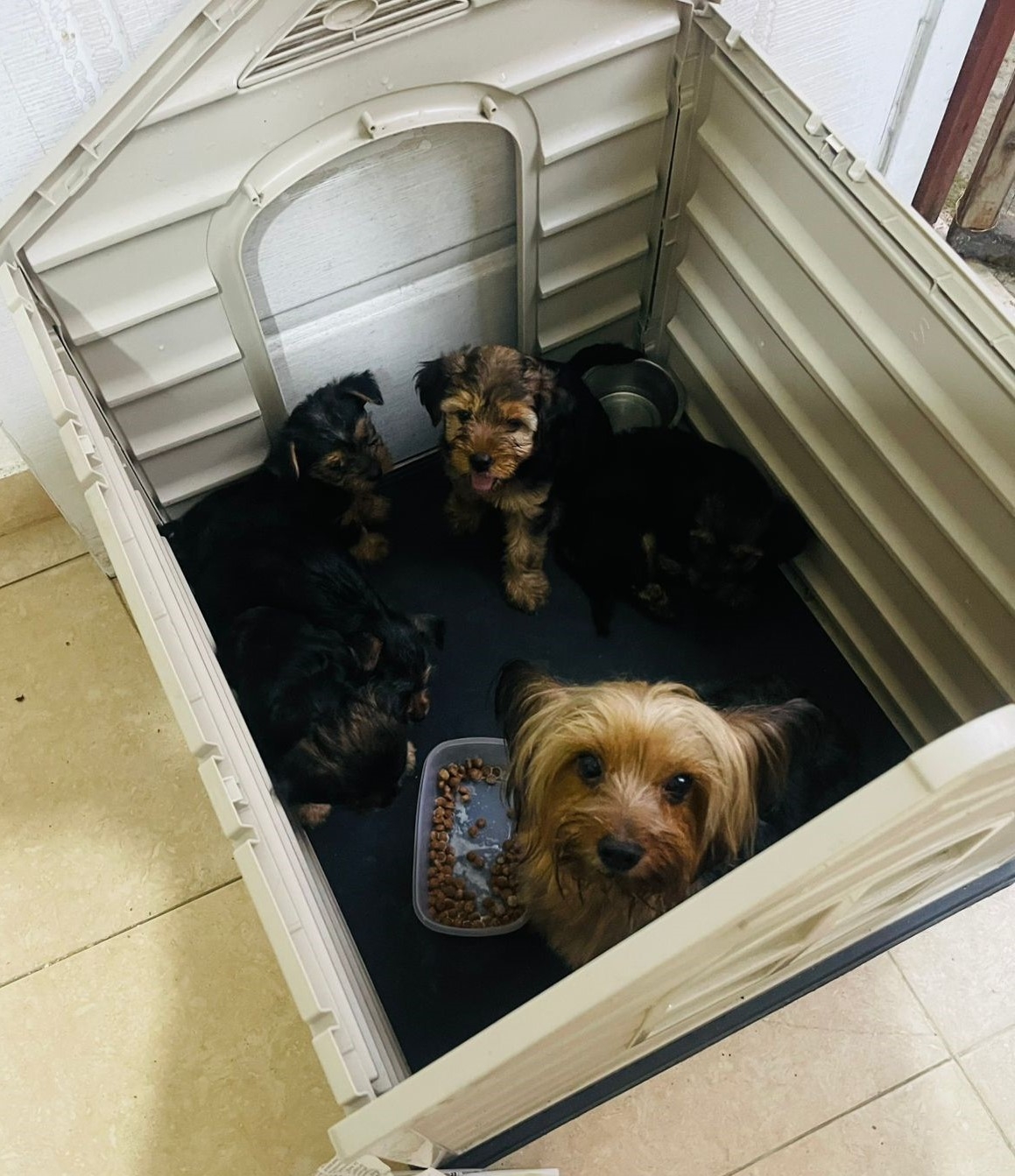 Yorkie mix con poodle Foto 7281355-5.jpg