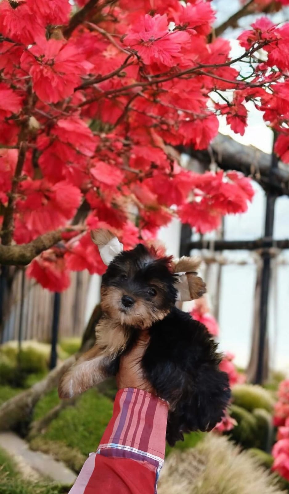 OFERTA CACHORRO YORKIE HEMBRA EN SANTO DOMINGO Y VACUNADA Foto 7281377-1.jpg